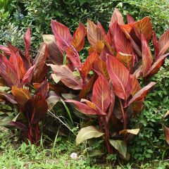 Canna Durban