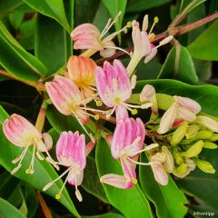 Chèvrefeuille hybride - Lonicera Marinella