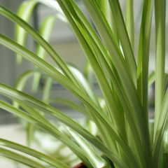 Chlorophytum nepalense – Graminée vivace 