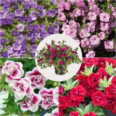 5 double Calibrachoa or Mini-petunias collection
