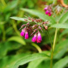 Consoude rouge - Symphytum rubrum