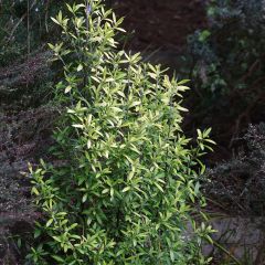 Corokia virgata Banana Royal - Corokie