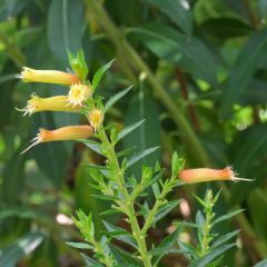 Cuphea micropetala - Plante cigarette