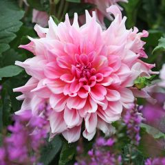 Dahlia géant Otto's Thrill