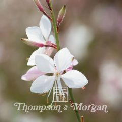 Graines de Gaura lindheimeri Sparkle White