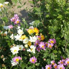 Graines de Chrysanthème des fleuristes Fanfare Improved F1 