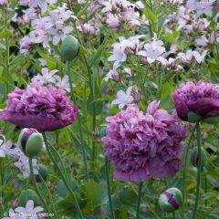 Graines de Pavot annuel Purple Peony - Papaver somniferum