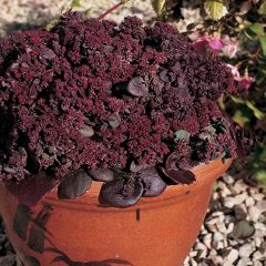 Graines de Sedum ussuriense Turkish Delight - Orpin