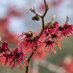 Hamamelis intermedia Ruby Glow - Noisetier de sorcière