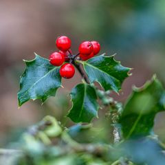 Houx commun - Ilex aquifolium