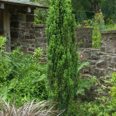 Houx crénelé - Ilex crenata Fastigiata