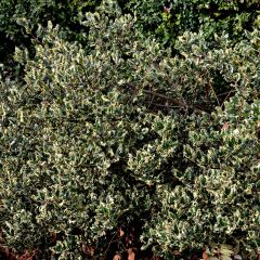 Houx panaché - Ilex aquifolium Argenteomarginata