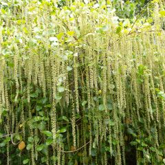 Itea ilicifolia