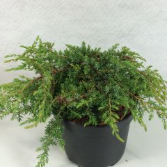 Juniperus communis Hornibrookii - Genévrier commun