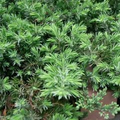 Genévrier des plages - Juniperus conferta Blue Pacific