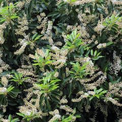 Laurier du Portugal, Prunus lusitanica Angustifolia