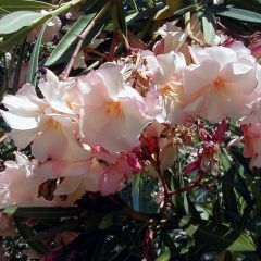 Laurier rose Provence - Nerium oleander