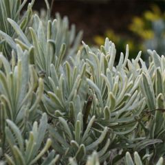 Lavande intermedia Walburton's Silver Edge - Lavandin