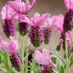 Lavande papillon The Princess