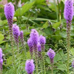 Graines de Liatride en épi Violet - Liatris spicata