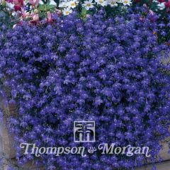 Graines de Lobelia erinus pendula Monsoon