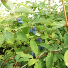 Lonicera kamtschatica Kalinka - Baie de mai