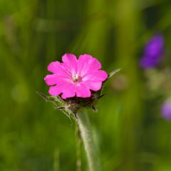 Lychnis flos-jovis - Fleur de Jupiter