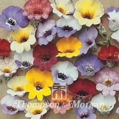 Graines de Nemesia strumosa Compacta Tapestry - Miroir des elfes