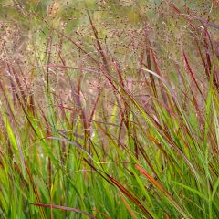 Panic érigé - Panicum virgatum Shenandoah