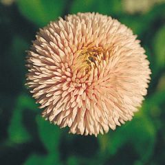 Pâquerette Robella - Bellis Perennis