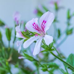 Géranium odorant - Pelargonium citriodorum