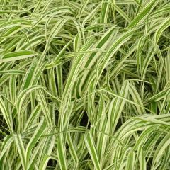 Phalaris arundinacea Picta - Alpiste faux-roseau