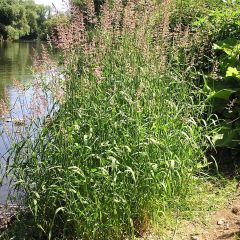 Phalaris arundinacea - Alpiste faux-roseau