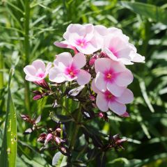 Phlox paniculata Bright Eyes - Phlox paniculé rose pâle à oeil rose vif