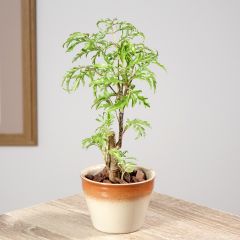 Polyscias filicifolia - Faux-aralia à feuilles de fougère