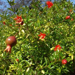 Punica granatum Nana - Grenadier nain