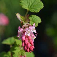 Ribes sanguineum King Edward VII - Groseiller à fleurs