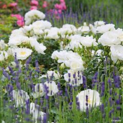 Rosier Décorosiers OPALIA