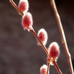 Salix chaenomeloides Mount Aso - Saule japonais