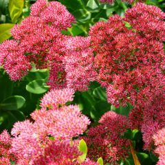 Sedum Herbstfreude ou Autumn Joy