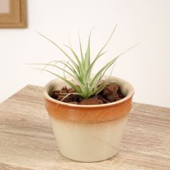 Tillandsia Samantha