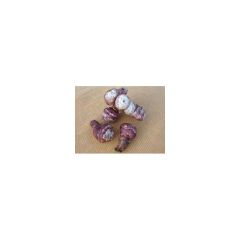 Topinambours Violets - Helianthus tuberosus en plants