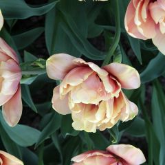 Tulipe double hâtive La Belle Epoque