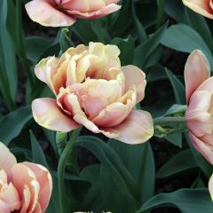 Tulipe double hâtive La Belle Epoque