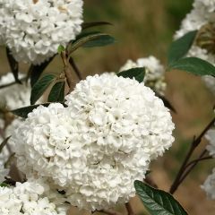 Viorne - Viburnum Eskimo