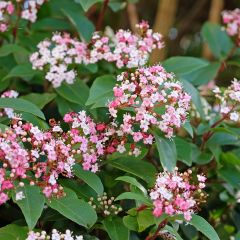 Viorne, Laurier tin - Viburnum tinus Gwenlian