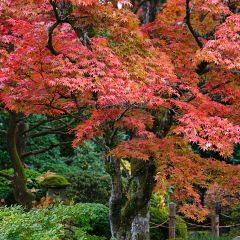 Érable du Japon - Acer palmatum