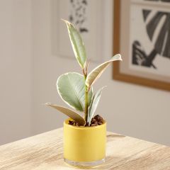 Ficus Tineke - Caoutchouc