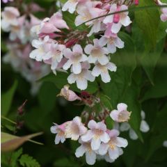 Kolkwitzia amabilis Pink Cloud - Buisson de beauté
