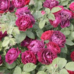 Rosier ancien Souvenir du Dr Jamain